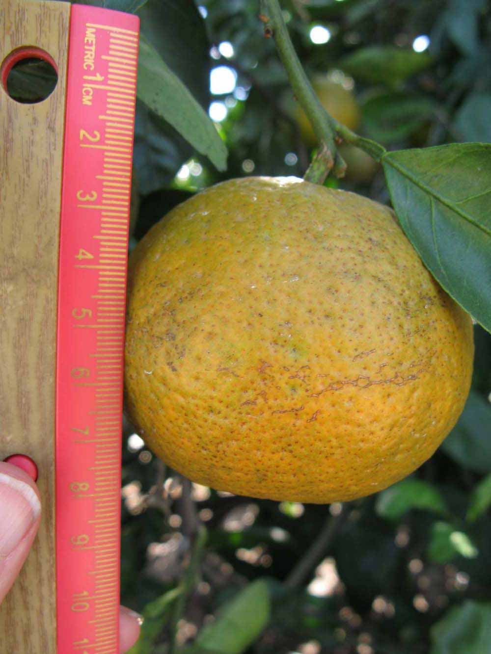              Fruit (Winter Haven, FL)       